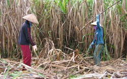 Nhà máy chậm mua, hàng nghìn ha mía Trà Vinh sắp biến thành... củi!