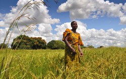Đại gia châu Phi đổ tỷ đô vào trồng lúa, Nigeria sẽ dừng nhập gạo?