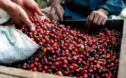 Giá nông sản hôm nay 19/1: Giá cà phê tiếp tục tăng nhẹ, giá tiêu áp lực giảm giá từ mùa vụ mới của Ấn Độ
