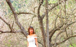 "Lạc trôi" vào rừng mơ trắng bồng bềnh trên cao nguyên Mộc Châu