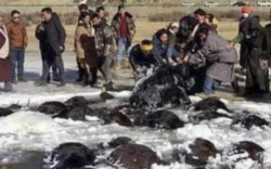 Hơn 100 bò Tây Tạng chết “bất đắc kỳ tử” vì giá rét ở TQ