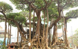 Thương vụ bạc tỷ: Chi 5 tỷ để "mua đứt" cây sanh bậc nhất đất Việt