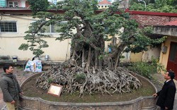 Chiêm ngưỡng sanh cổ trồng chậu có bộ rễ "khủng" nhất Việt Nam