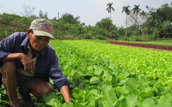 Làm giàu ở nông thôn: Chỉ trồng rau thôi tôi lãi 30 triệu/tháng