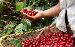 Giá nông sản hôm nay 20/1: Giá cà phê giảm 500 đồng/kg, giá tiêu vẫn đi ngang