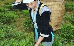 Bí quyết người Mông Lai Châu trồng chè không cần đi tìm người mua