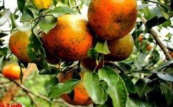 "Lạc trôi" trong vườn cam bù gần 20 tấn chín mọng đẹp như mơ