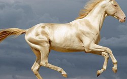 TQ: Bỏ 300 triệu USD mua ngựa quý huyền thoại "mồ hôi như máu"