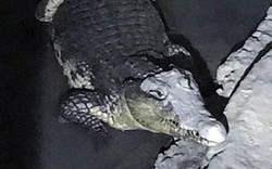Nga: Cảnh sát khám hầm, phát hiện cá sấu sông Nile khổng lồ