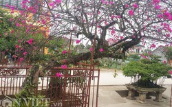 Cây hoa giấy cổ thụ dáng “lão mai” có một không hai ở Nam Định