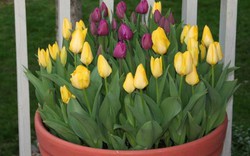 Trồng hoa tulip nở đúng Tết đẹp nhức mắt chỉ với vài chiêu cực dễ