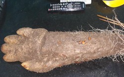 Củ khoai giống hình bàn tay người trong mỏ đá ở Phú Yên