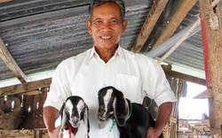 "Tỷ phú du mục" khá giả nhất làng Hậu Sanh và đàn gia súc 420 con