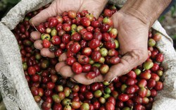 Giá nông sản hôm nay 23/1: Giá cà phê tăng 200 đồng/kg, giá tiêu đứng yên