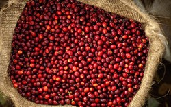 Giá nông sản hôm nay 24/1: Giá cà phê giảm 400 đồng/kg, giá tiêu lặng sóng