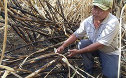 Mía cháy đen hơn 1 tháng, nông dân kêu trời, nhà máy vẫn... im re!