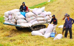 Thương lái tranh mua lúa đông xuân sớm, trả giá cao vọt