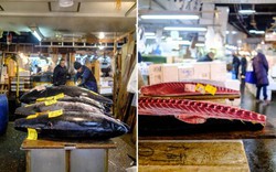 Ghé thăm khu chợ bán cá ngừ giá hàng triệu USD