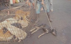 Cảnh chó sầu thảm chờ chết tại chợ thịt chó quy mô ở Indonesia