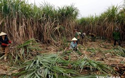 Mía các nơi thấp thê thảm, riêng Nghệ An 1.150.000 đ/tấn tại ruộng