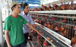 Bỏ nuôi heo, theo con gà siêu trứng, anh Châu có doanh thu 1,5 tỷ