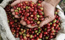 Giá nông sản hôm nay 27/1: Giá cà phê trở lại mốc dưới 37.000 đồng/kg, giá tiêu ít biến động