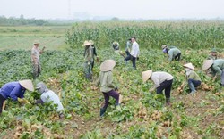 Củ đậu cũng làm VietGAP, nông dân vui như tết vì được mùa, được giá