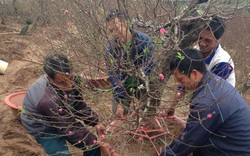 Dân buôn đào hét giá cao ngất