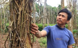 Quảng Trị: Hơn 300ha cây "vàng đen" hồ tiêu gặp nguy