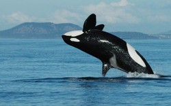Kinh ngạc cá voi sát thủ bắt chước người, nói tiếng Anh