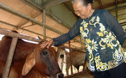 Khó tin nổi: Cụ bà khởi nghiệp nuôi bò sạch ở tuổi… 80