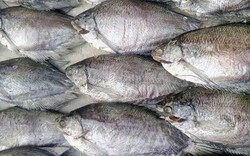 Khám phá về cá bổi - thứ đặc sản nơi đất mũi Cà Mau