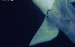 Lần đầu quay được cá mập ma có "mắt thần" nhìn xuyên màn đêm