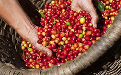 Giá nông sản hôm nay 2/2: Cà phê tăng cán mốc 37.000 đ/kg, giá tiêu đứng vững