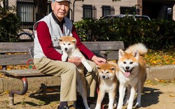 Giống chó đặc biệt thông minh, quốc khuyển của Nhật Bản