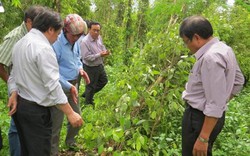 Dân trồng tiêu Phú Yên mất "nửa túi tiền" vì tiêu ngã đổ, chết yểu