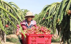 Giá thanh long Bình Thuận tăng vọt: Thương lái Trung Quốc đẩy giá