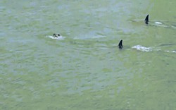 Sợ điếng người cảnh 2 cá voi sát thủ 6 tấn lao về phía cậu bé đang bơi