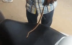 Phát hoảng cảnh rút con rắn ra từ đầu xe tay ga