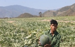Ở nơi khô hạn nhất Việt Nam, nông dân vẫn "hốt bạc" vụ dưa hấu Tết