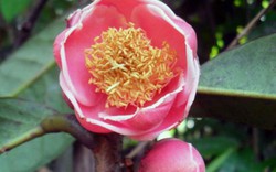 Lần đầu tiên tìm thấy cây trà hoa đỏ cực quý hiếm tại Yók Đôn