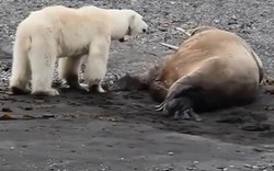 Trêu hải mã đang ngủ, gấu Bắc cực giật mình bỏ chạy