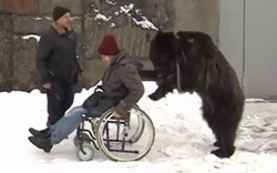 Trong giá lạnh, gấu đẩy xe lăn "trả ơn" người chăm sóc khi còn nhỏ