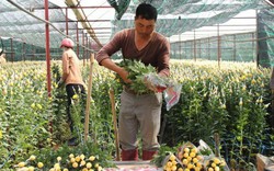 Trồng hoa cúc bán tết, chỉ 3 tháng lãi gần 100 triệu đồng mỗi sào