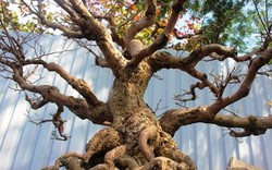 Mai bonsai cổ thụ giá bạc triệu ùn ùn xuống phố tìm đại gia dịp Tết