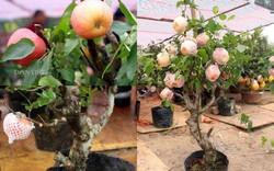 Táo bonsai Trung Quốc chưng Tết: Người bán tiết lộ sự thật gây 'sốc'