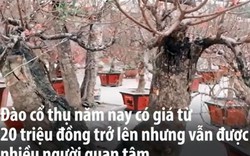 Clip: Đào cổ thụ chơi Tết giá hàng chục triệu ở Hà Nội