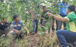 Phân bón Phú Mỹ đồng hành với bà con nông dân huyện Kbang chuyển đổi cơ cấu cây trồng
