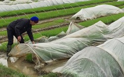 Thủ tướng yêu cầu 29 tỉnh trích ngân sách hỗ trợ nông dân chống rét