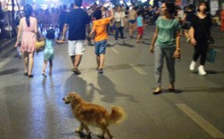 Hà Nội: Muốn nuôi chó phải đăng ký với chính quyền